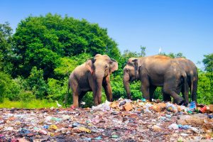 Elephants at an open dump site adjacent to Minneriya National Park, Sri Lanka. Photo via Shutterstock.